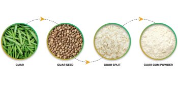 Natural Gums Division